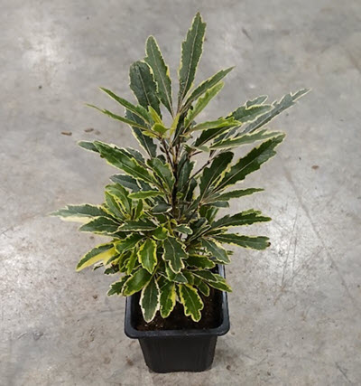 3" Aralia Bianca 